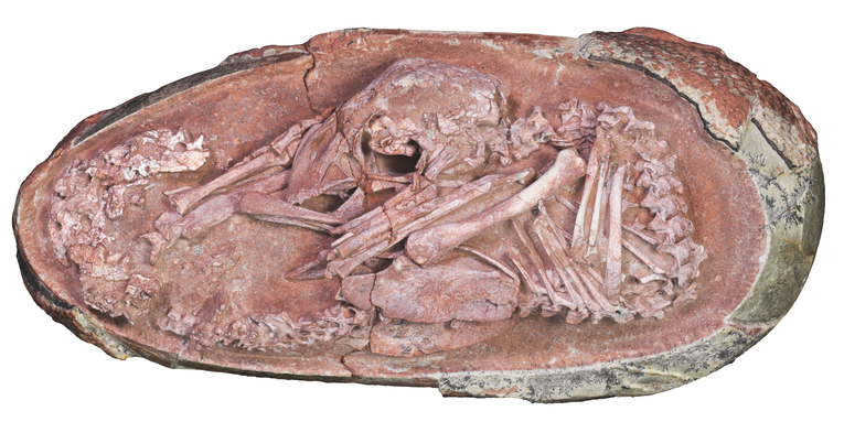 This fossilized dinosaur embryo is curled up just like a baby bird