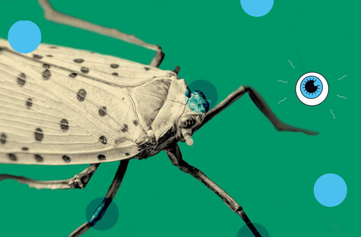 a spotted lanternfly with green illustrated background