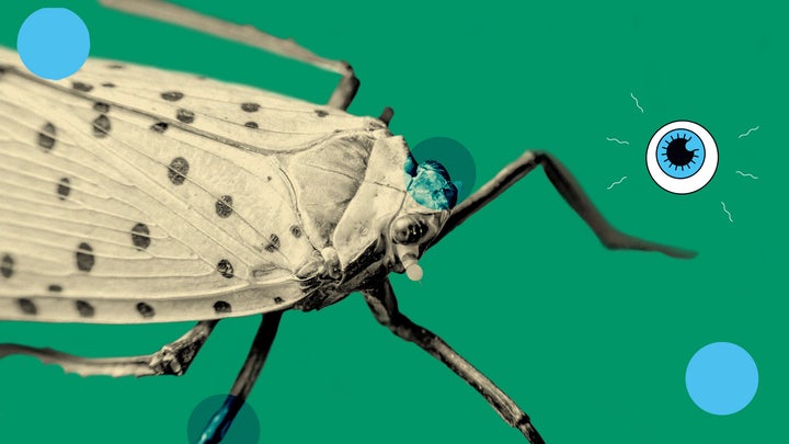 a spotted lanternfly with green illustrated background