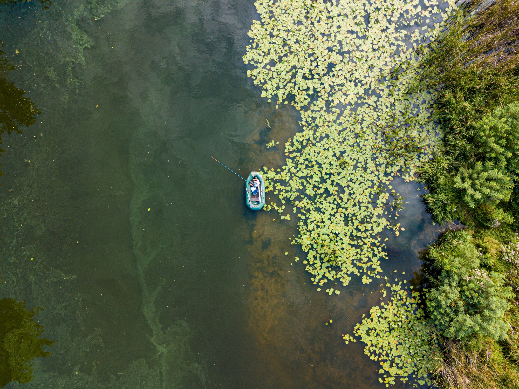 Algae bloom caused by climate change in a fishing river with aquatic plants along the edge