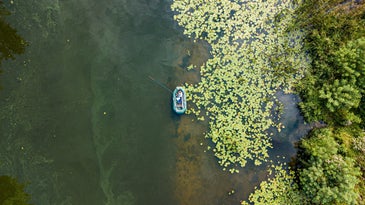 Algae bloom caused by climate change in a fishing river with aquatic plants along the edge