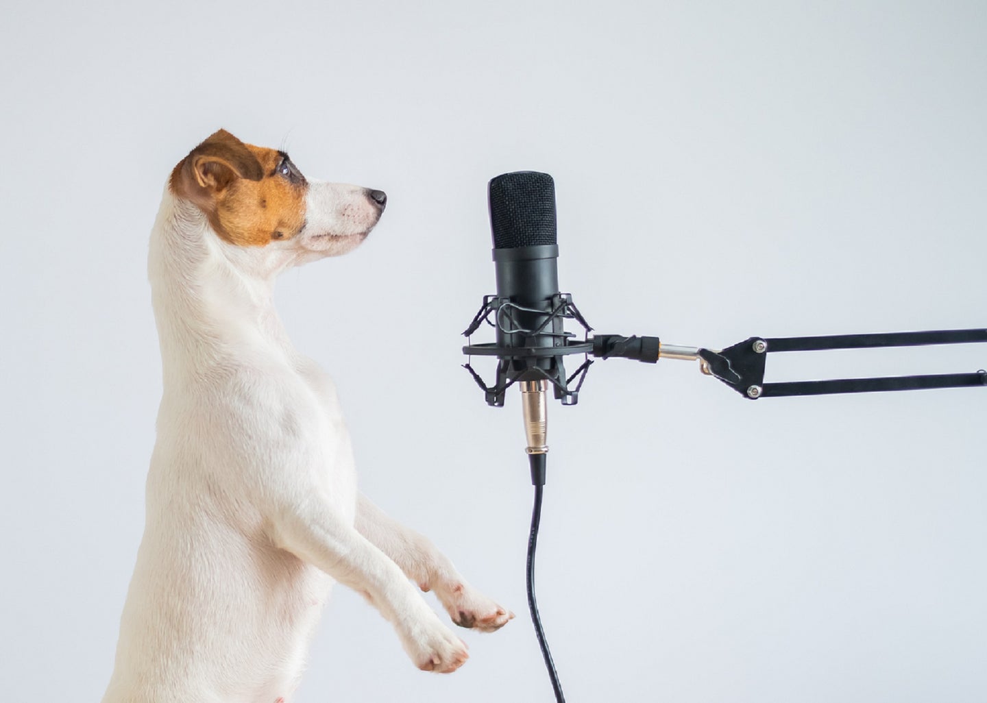 Jack Russell terrier dog facing a podcast microphone to record a science show