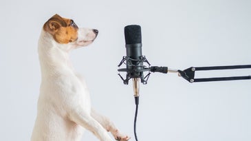 Jack Russell terrier dog facing a podcast microphone to record a science show