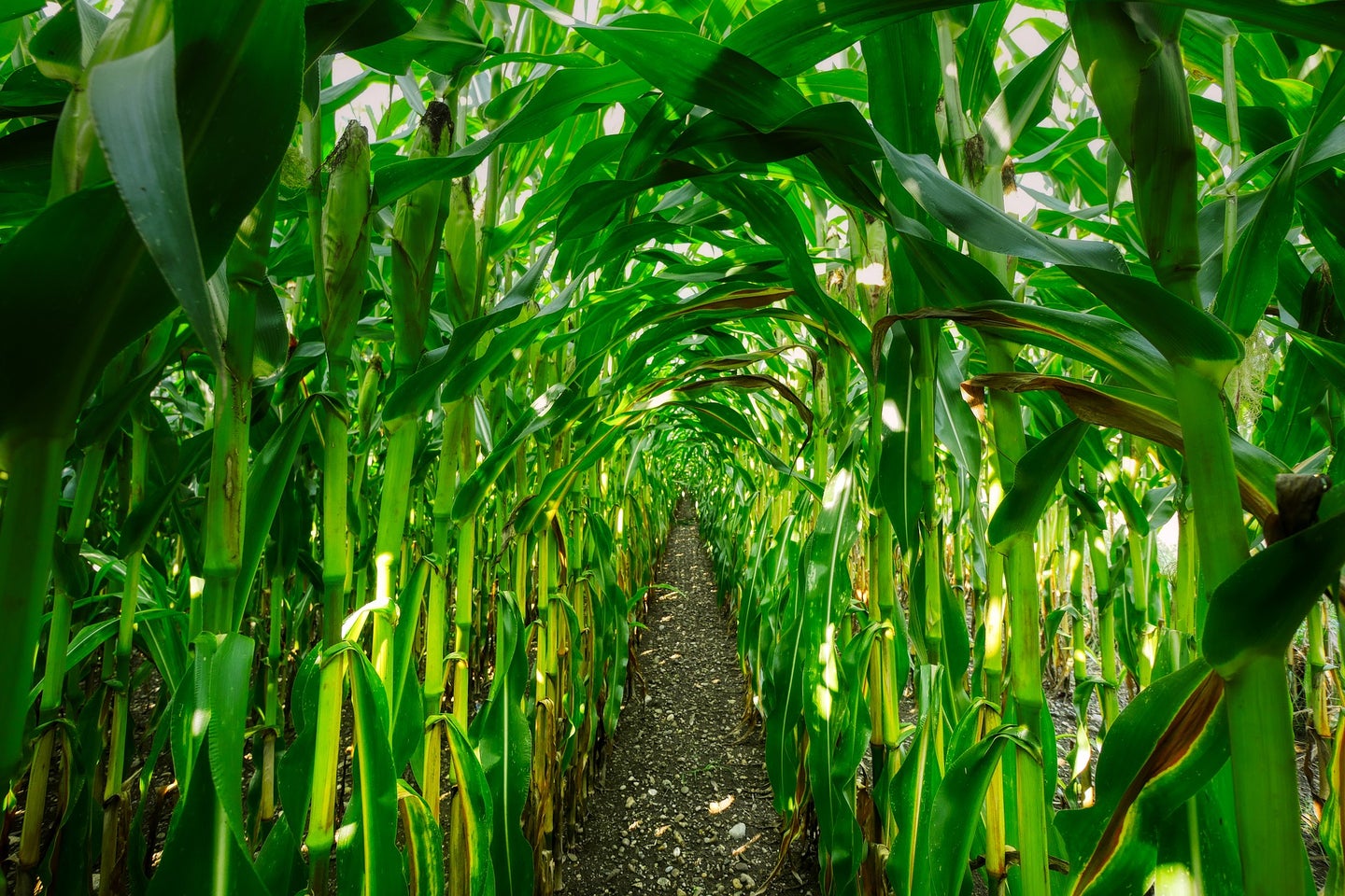 Growing more crops to make biofuels, like corn and soy, can leave some serious environmental dilemmas.