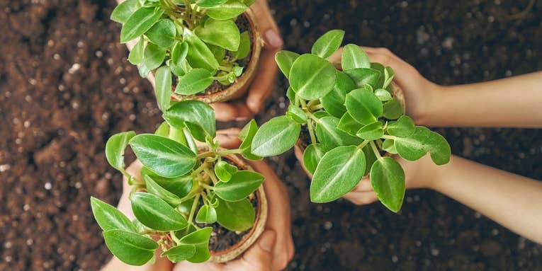 7 key plant care tips we learned this year