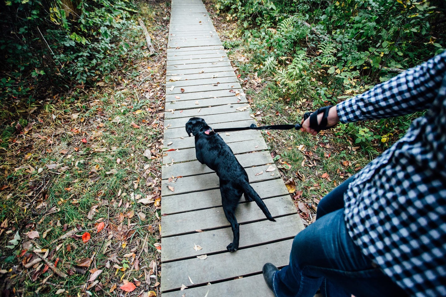 A dog walking down a wooden bridge on one of the best dog leashes.