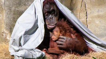 Orangutan cuddling baby under a gray blanket at the Memphis Zoo in Tennessee