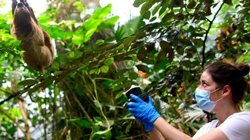a woman in a face mask and blue protective gloves holds up a black collection apparatus in the air in a densely forested environment. a sloth hangs from a tree nearby