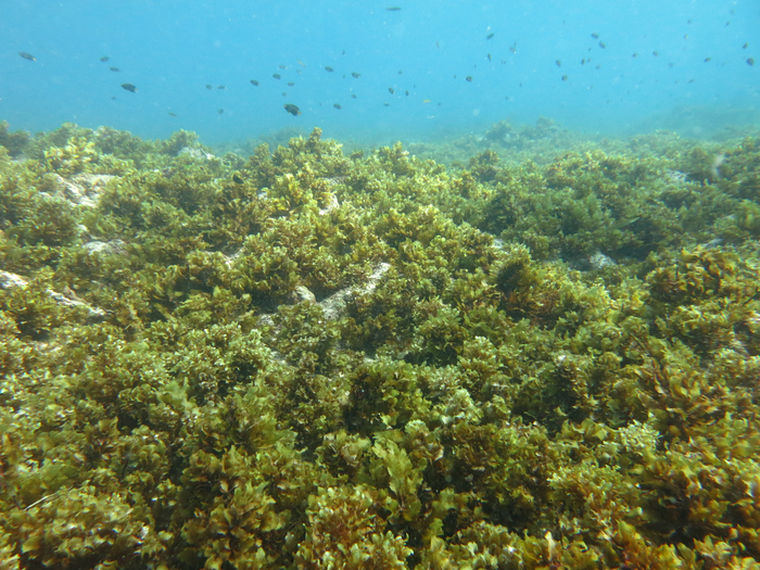 A reef covered with seaweed.