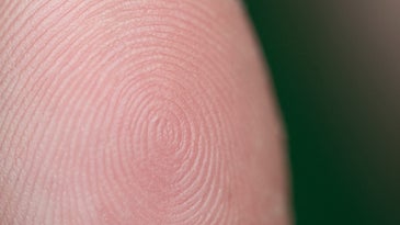 closeup of a whorled fingerprint pattern on a white person