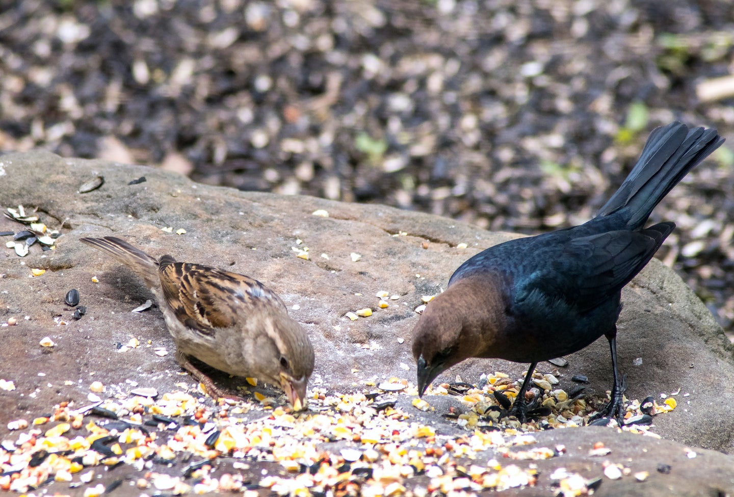 Female house sparrow and brown-headed cowbird, both potential vectors for bacteria that cause food-borne illnesses, feeding on birdseed on the ground