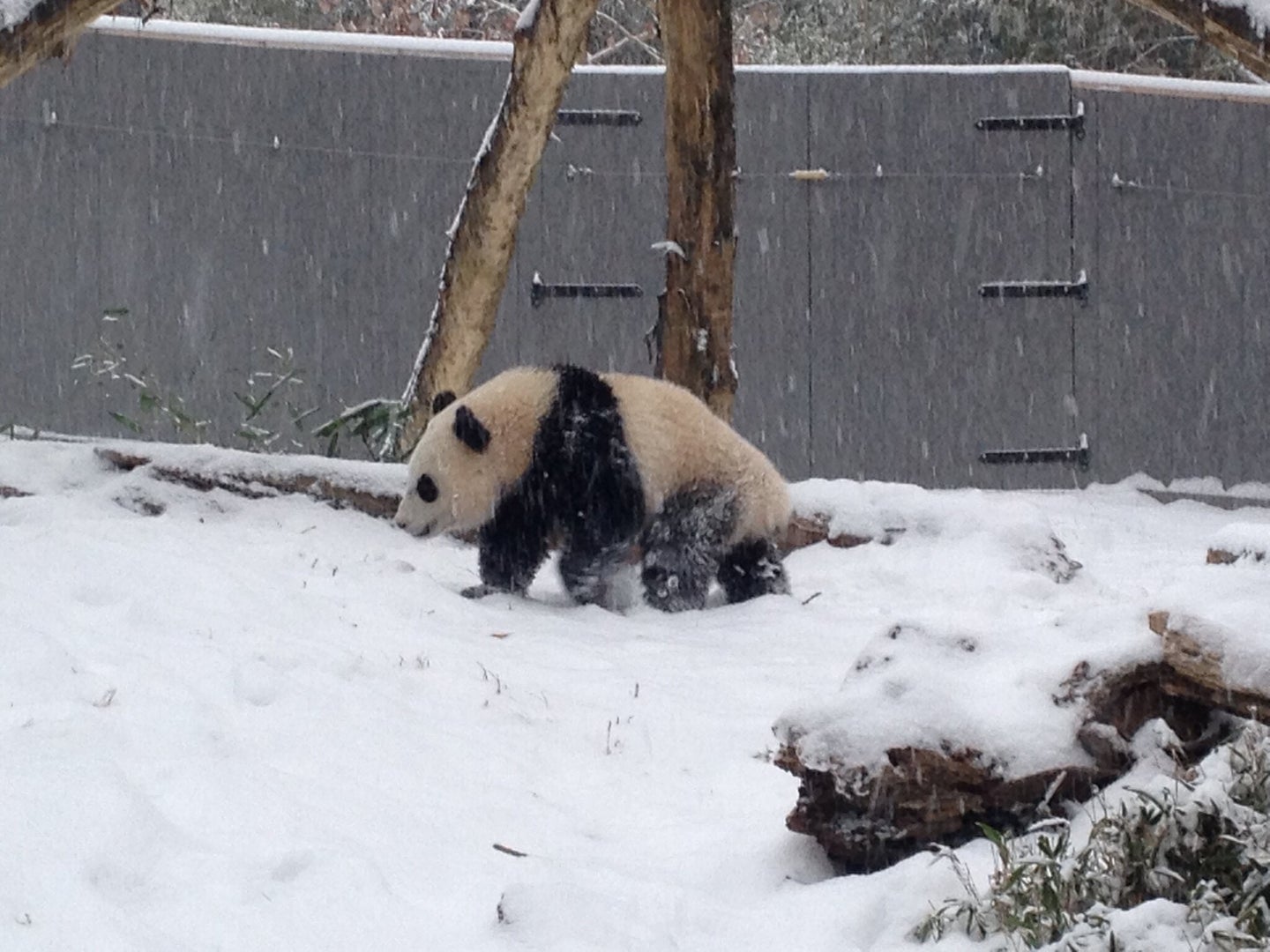 Giant panda playing in a snow-covered enclosure at the National Zoo in Washington D.C.