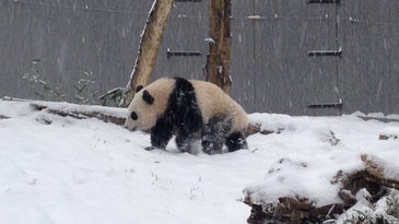 Giant panda playing in a snow-covered enclosure at the National Zoo in Washington D.C.