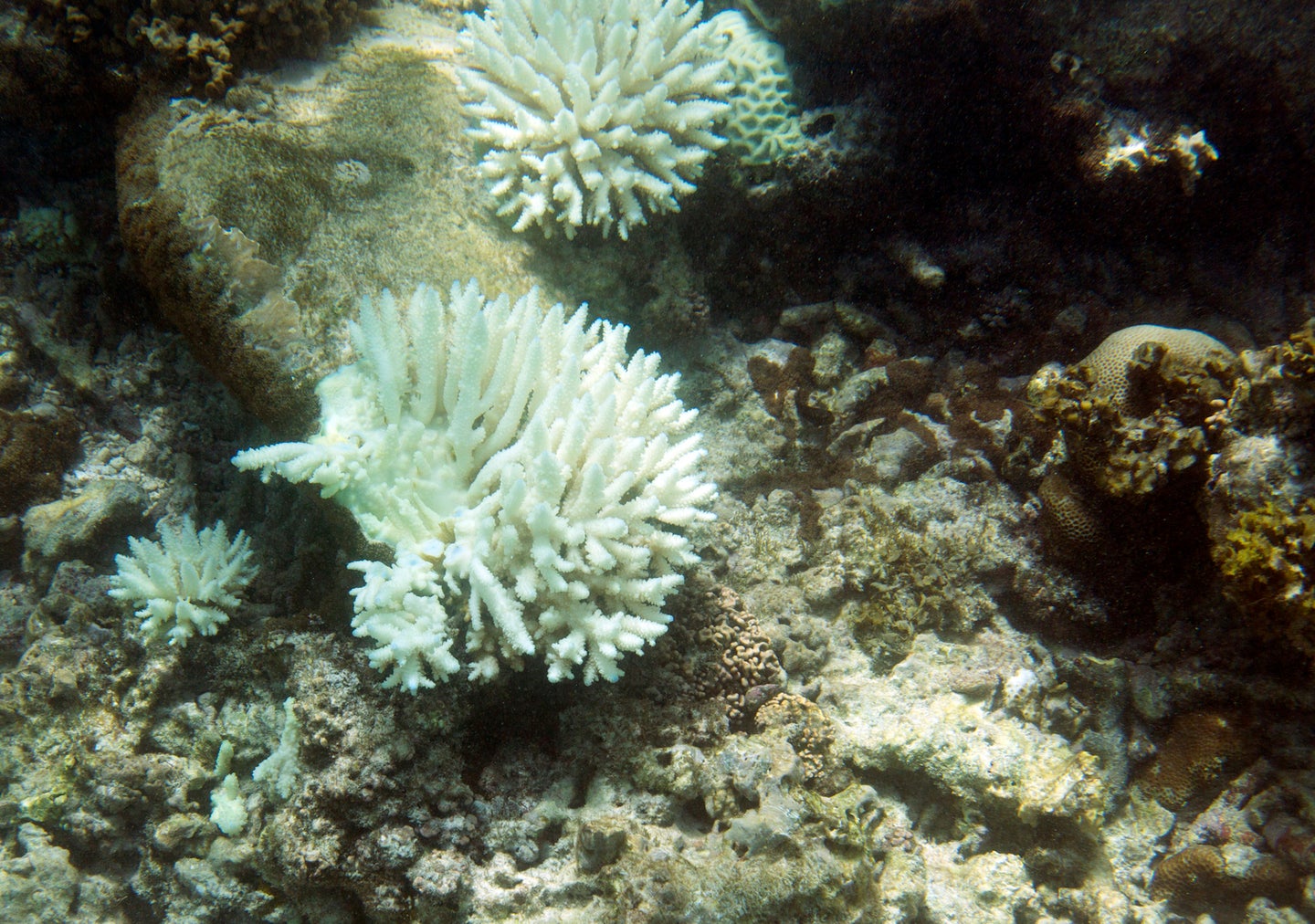 Bleached coral reefs in the Seychelles are showing surprising signs of comeback 20-plus years later.