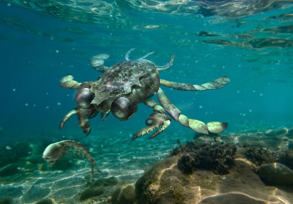 This 90-million-year-old crab had the eyes of a hunter