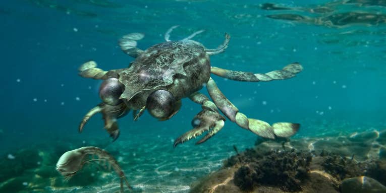 This 90-million-year-old crab had the eyes of a hunter