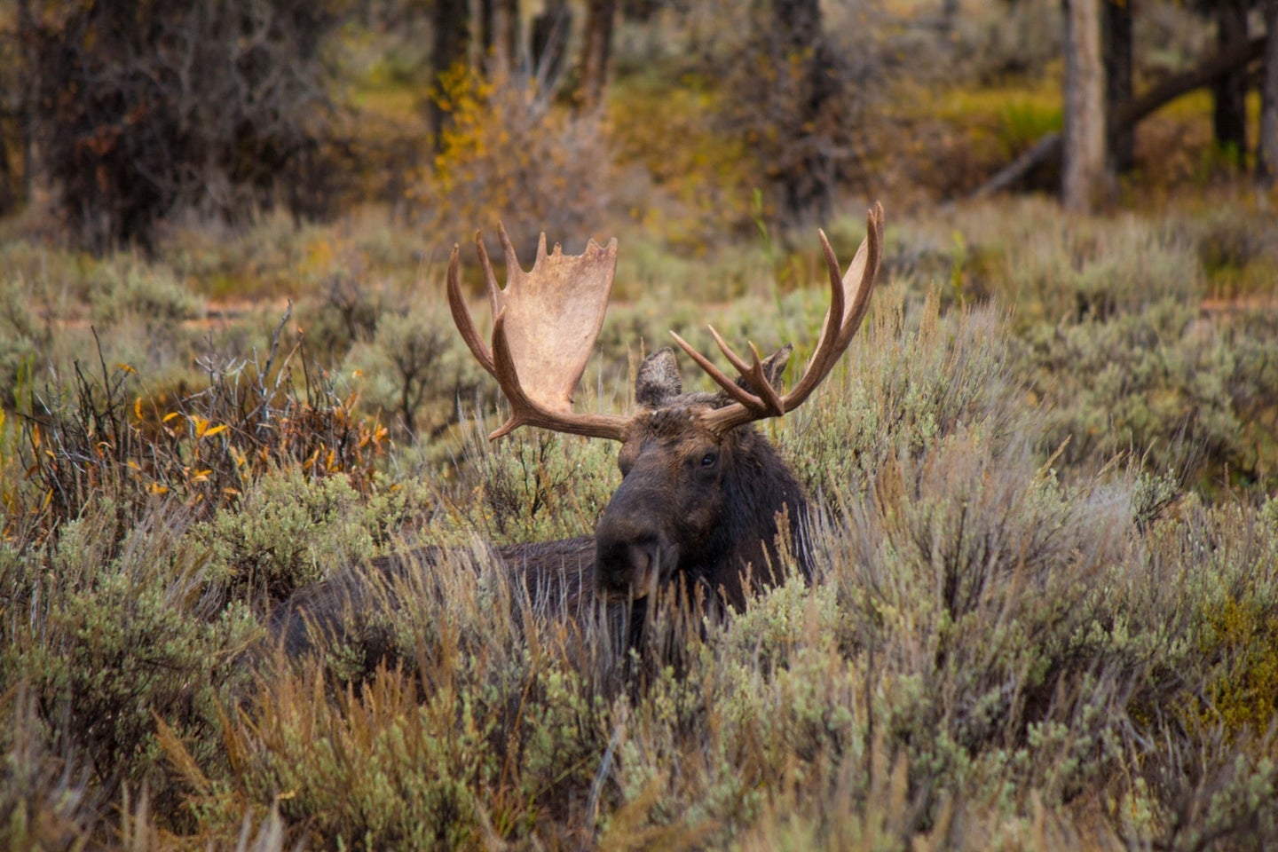 Moose buck with giant antlers in a brushy field during a hunting trip