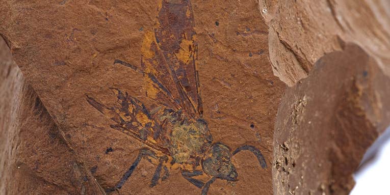 Feast your eyes on exquisite fossils from an ancient rainforest (and more)