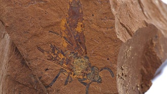A fossil of a sawfly