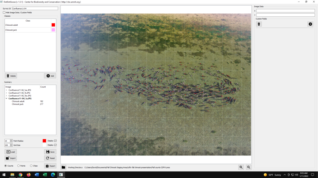 Screenshot of counting software containing salmon swimming in green water with colored dots placed on them.
