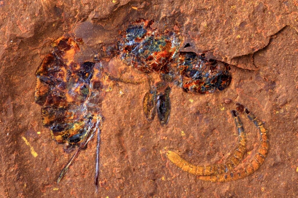 A fossilized wasp