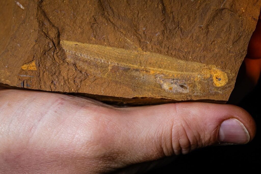 Fish fossil the length of a human thumb