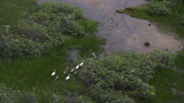 Flock of white geese in green, grassy landscape in Canada
