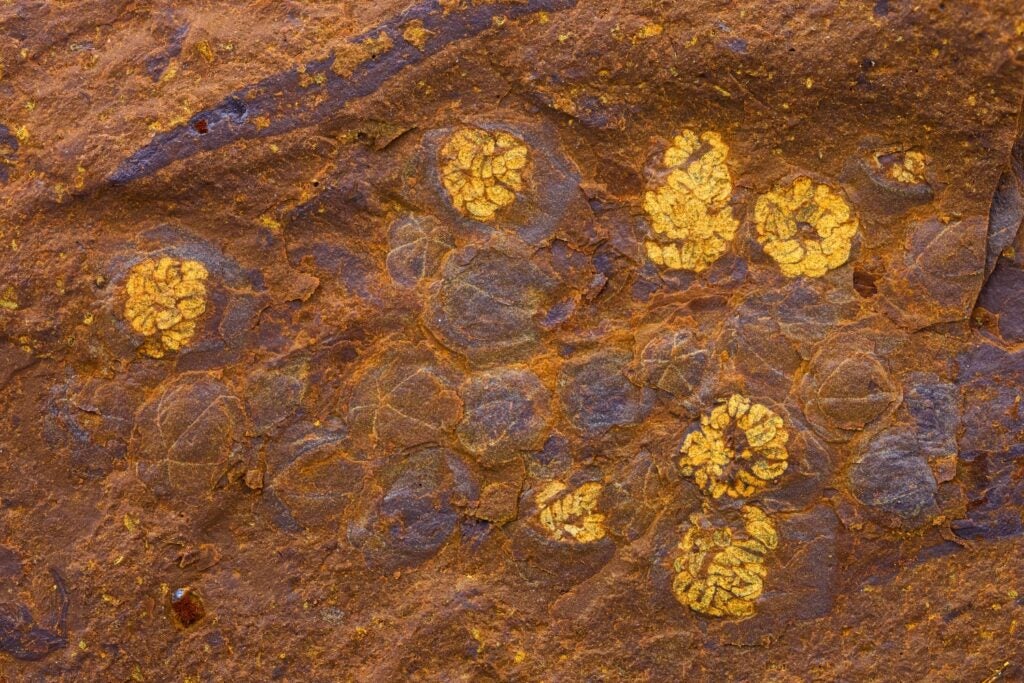 Fossilized flowers