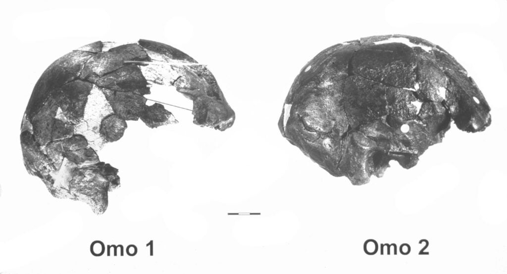 Omo I and Omo II Homo sapien skull fossils in black and white