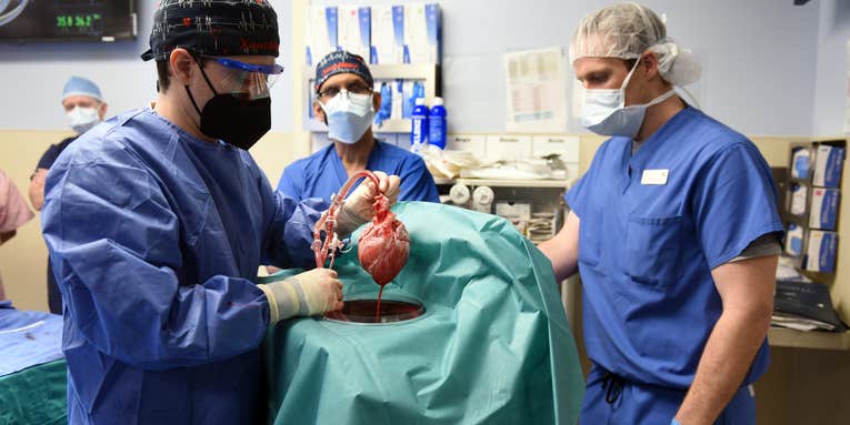 The first successful pig heart transplant into a human was a century in the making