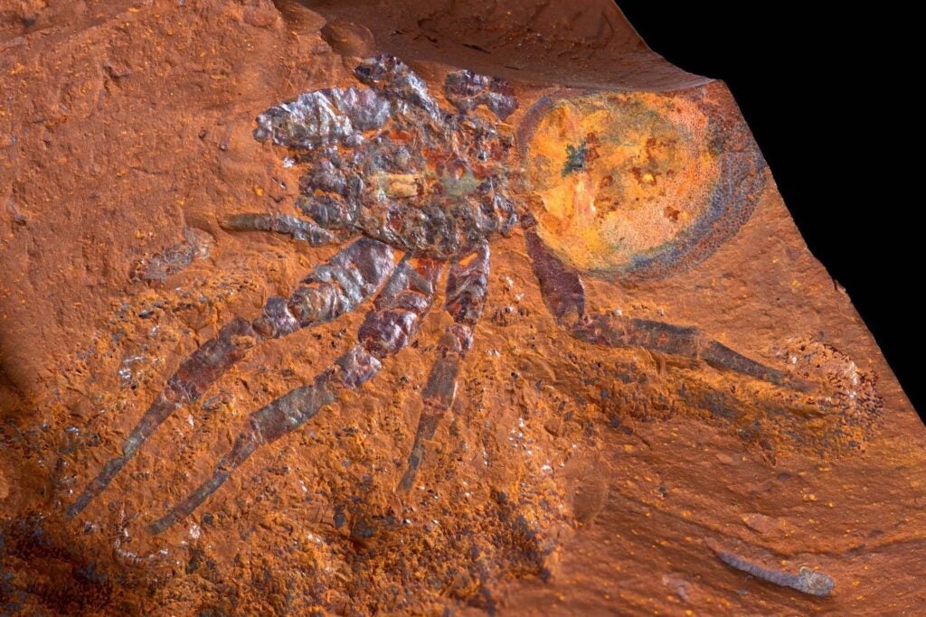a fossil of a large spider in red rock