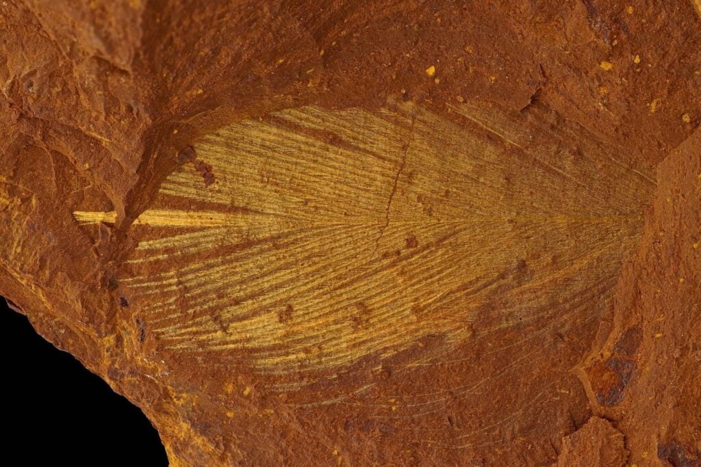 Fossilized feather