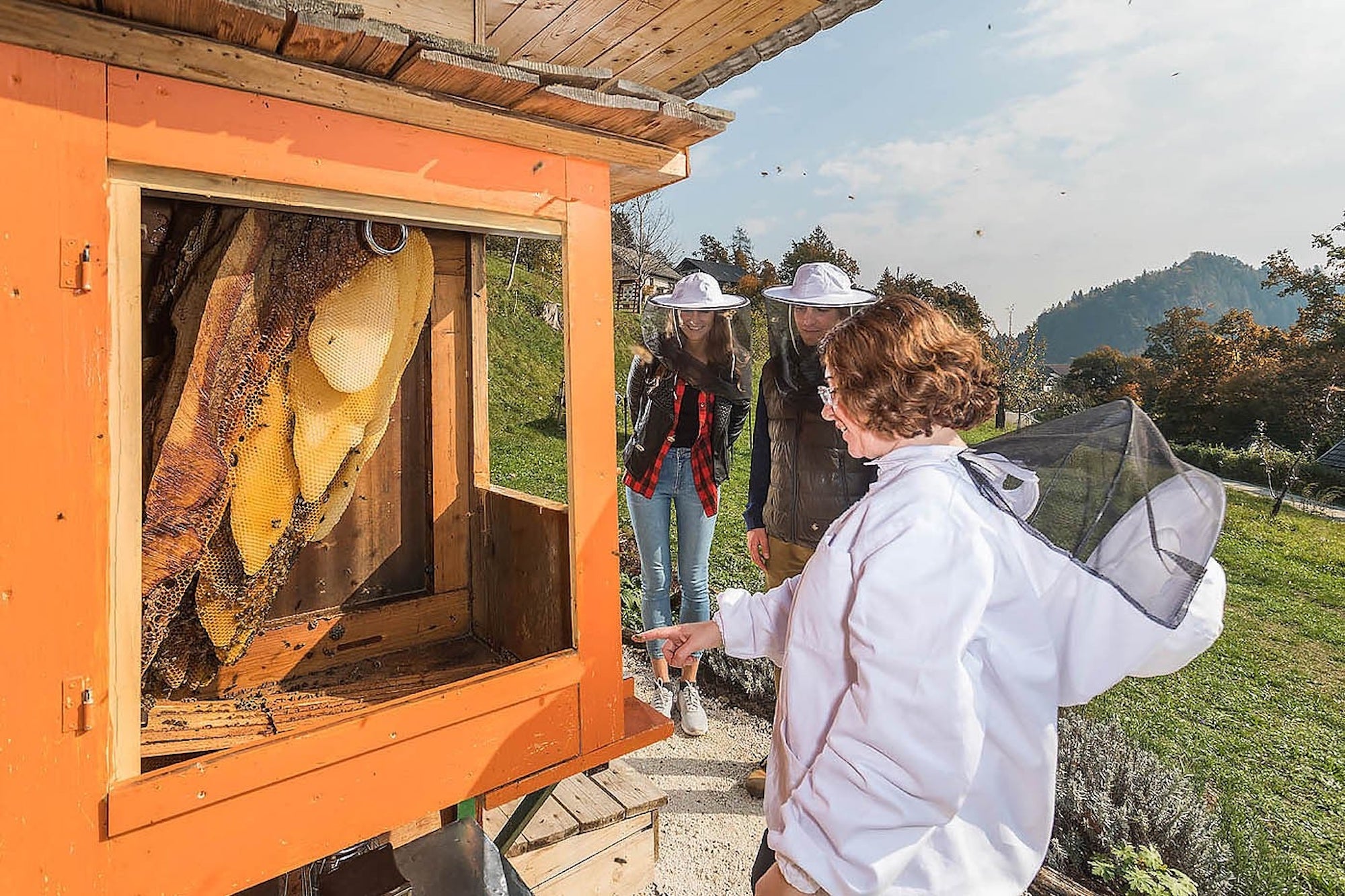 Beekeper in suit opening a wood and glass door to a hive in pastoral Slovenia