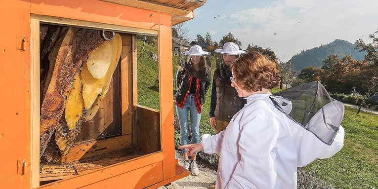 The secret to healthy honey bees is hiding in Slovenia