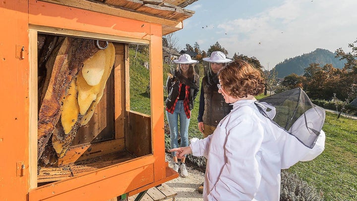 Beekeper in suit opening a wood and glass door to a hive in pastoral Slovenia