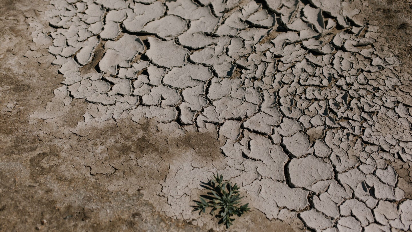 Cracked, drought-stricken soil with small plant growing.