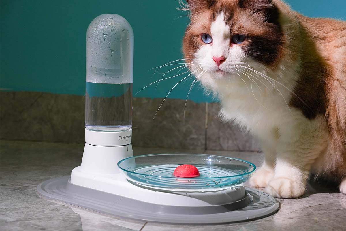Save on this cat-friendly water fountain for our January Sale