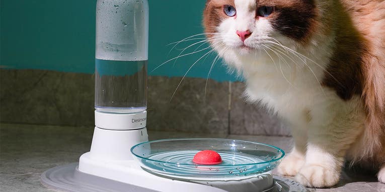 Save on this cat-friendly water fountain for our January Sale