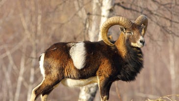 Humans probably didn’t mean to tame sheep and goats