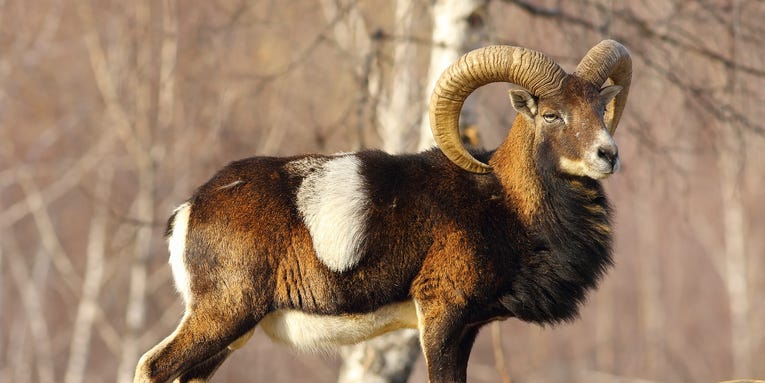 Humans probably didn’t mean to tame sheep and goats
