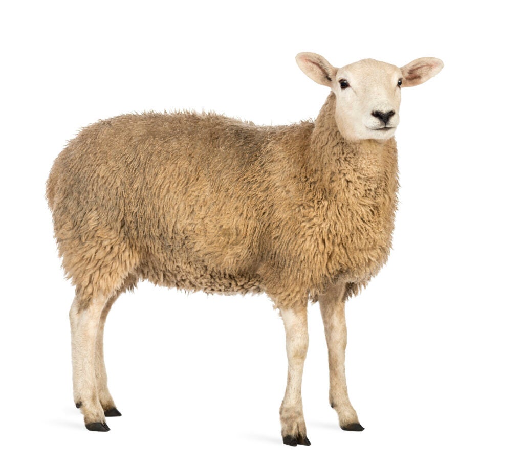 Side view of a Sheep looking away against white background