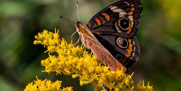 Bees and butterflies have trouble smelling flowers in polluted air