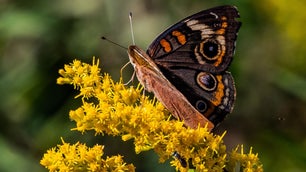 Orange and black butterfly on yellow flower