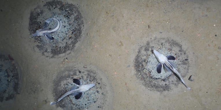 Icefish build bizarre undersea nests—and that’s just the beginning