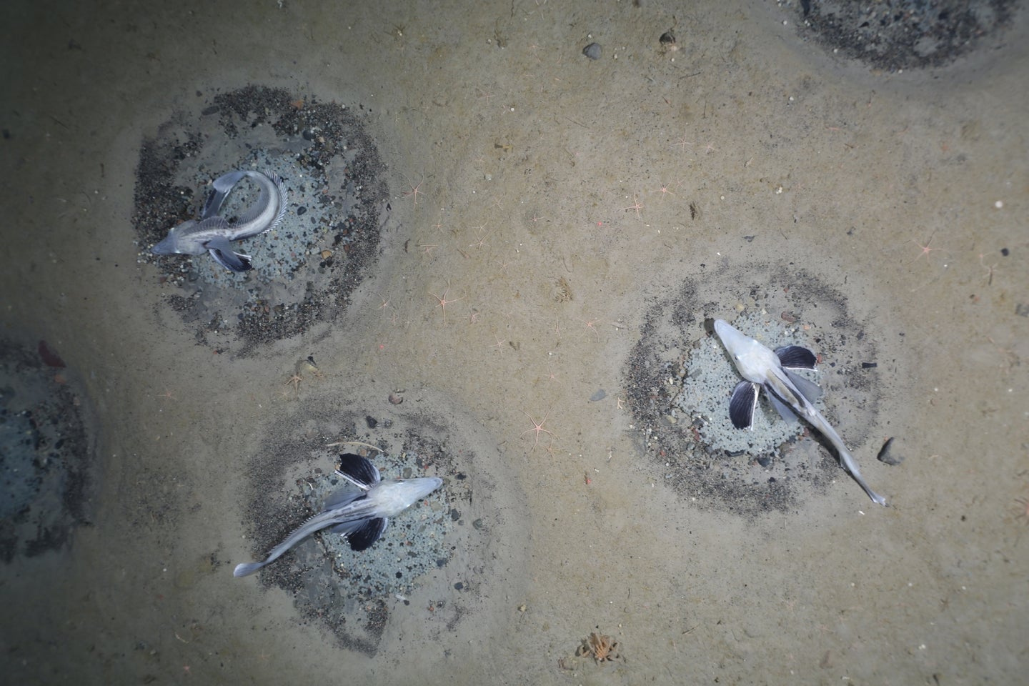 Icefish nests encircled in stones on the ocean floor