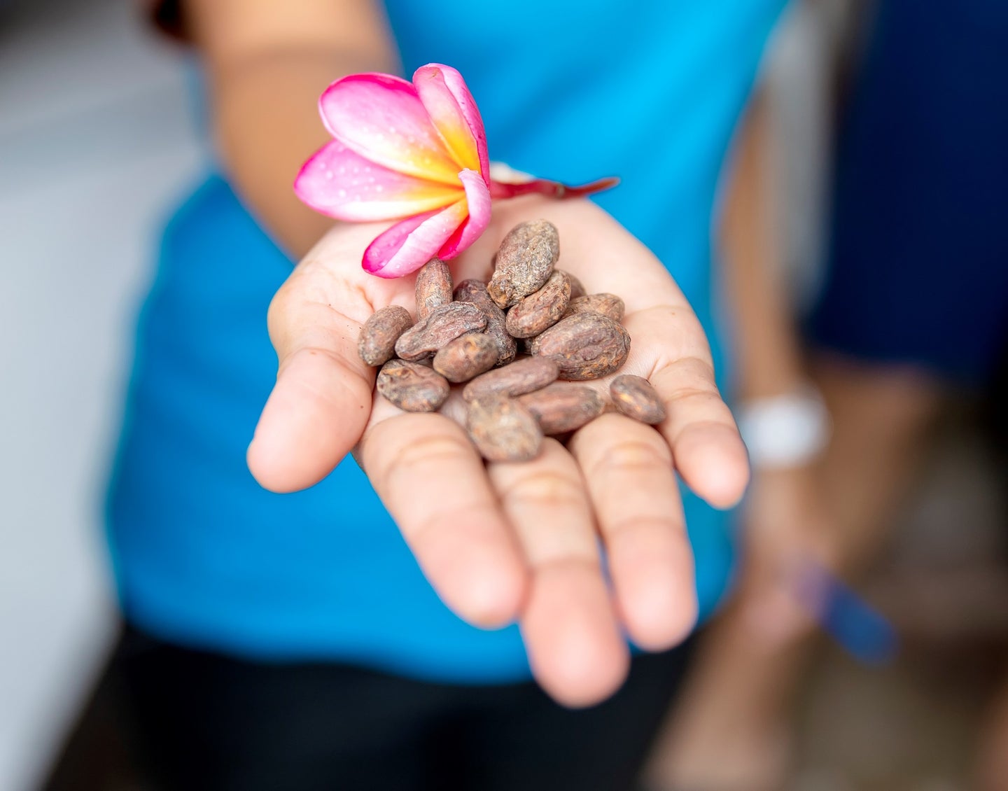 Indonesian farmer holding brown cocoa beans and a pink flower