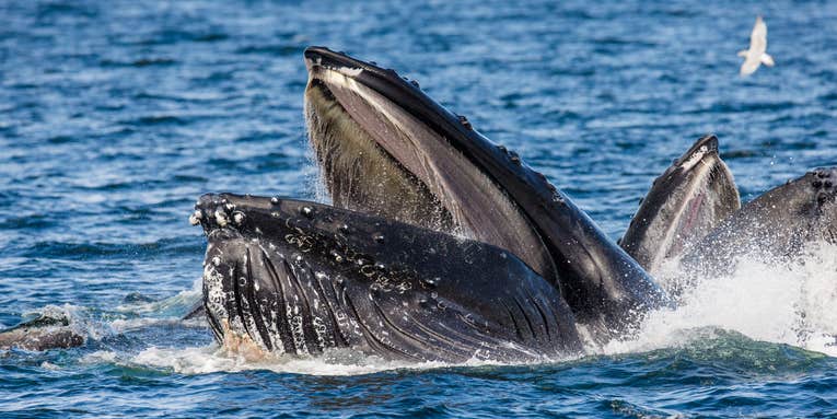 Baleen whales have an ‘oral plug’ to help them guzzle down food without choking