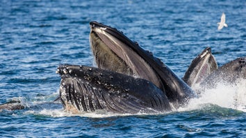 a humpback whale breaching the surface of the water with its mouth open