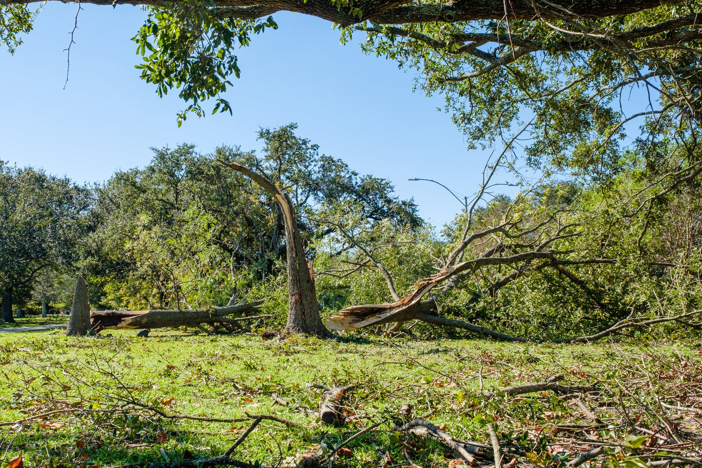 Downed trees on the Louisiana coast after Hurricane Zeta