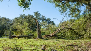 Downed trees on the Louisiana coast after Hurricane Zeta